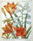 Lilium Bulbiferum Poster Print by Laurent De Chazelles - Item # VARPDXLC07